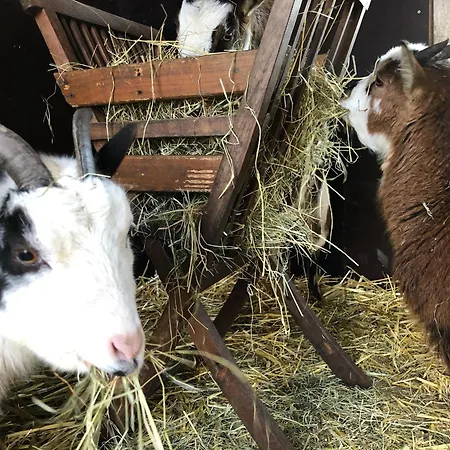 Wuebbold - Trollblume Rieste