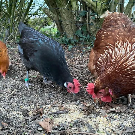 Ela's Hof - Trollblume