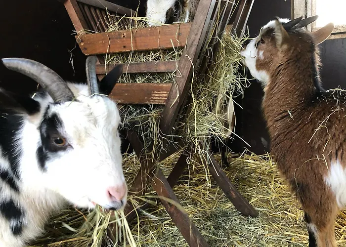 Ela's Hof - Trollblume Rieste