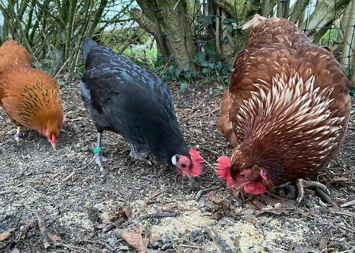 Ela's Hof - Trollblume